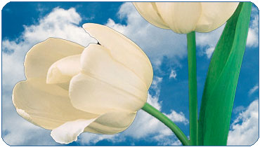 Happy Spring